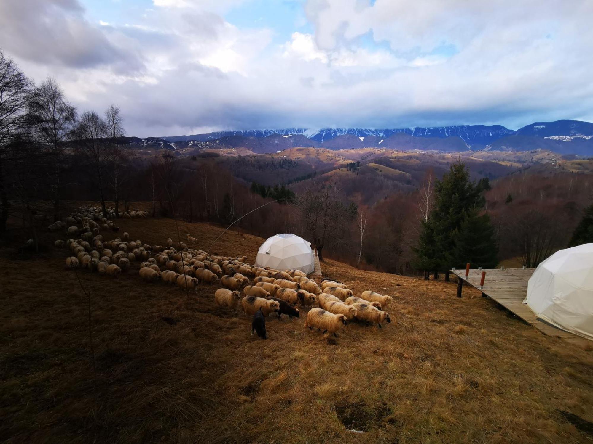 Glamping Zazen 호텔 Drumu Carului 외부 사진
