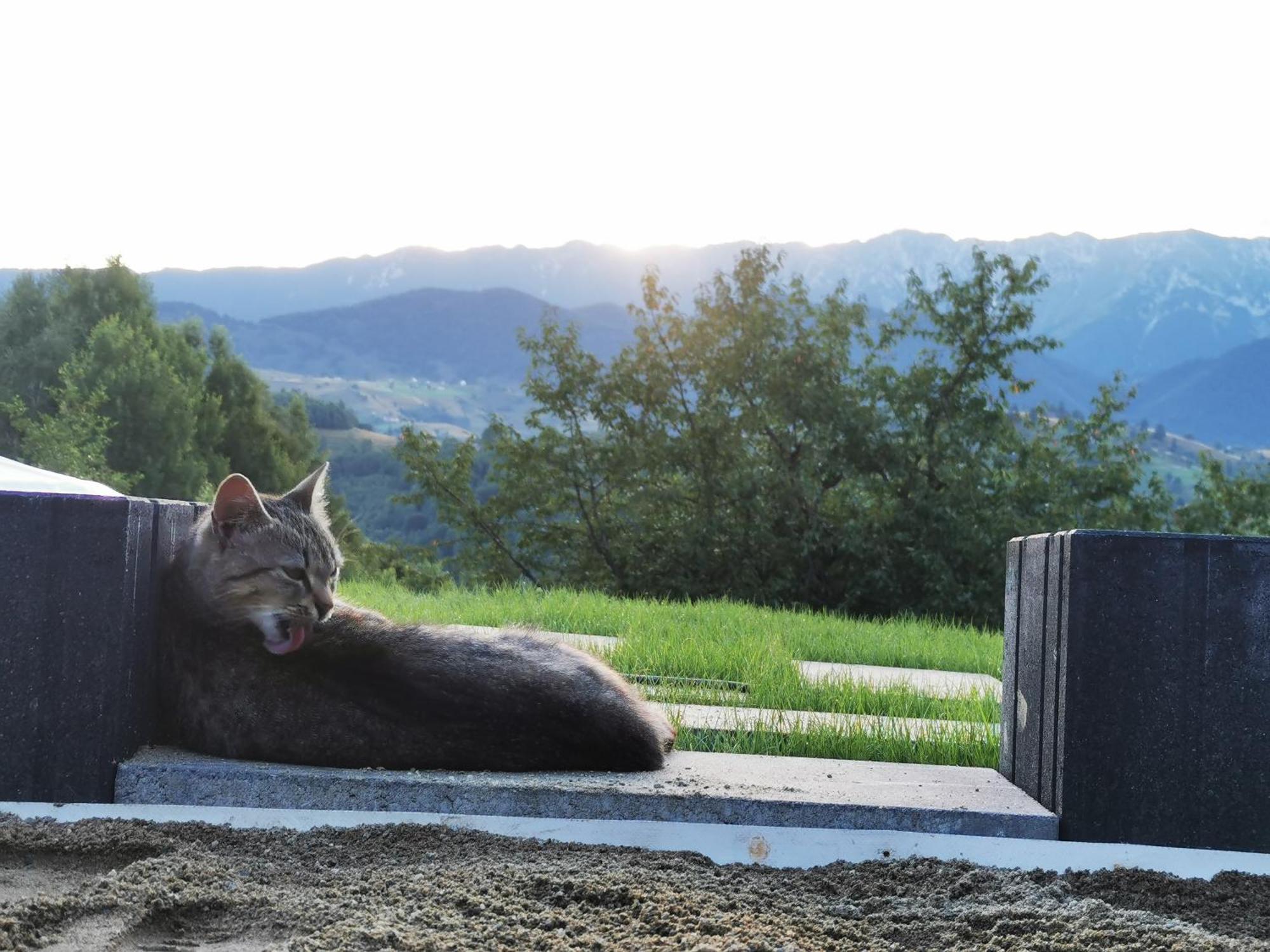 Glamping Zazen 호텔 Drumu Carului 외부 사진